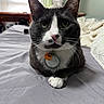 cat, tuxedo_cat, pet, animal, black_and_white, whiskers, green_eyes, pink_nose, collar, tag, sitting, portrait, close_up, bed, bedroom, blanket, indoors, home, sharp_focus, cute