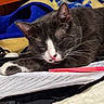 Calcetín joined the competition — help win amazing prizes! cat, tuxedo_cat, sleeping, sleepy, pet, feline, whiskers, pink_nose, closed_eyes, ears, paws, black_and_white, fur, papers, notebook, red_pen, bed, blanket, indoors, relaxed