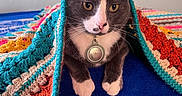 Calcetín joined the competition — help win amazing prizes! cat, tuxedo_cat, pet, animal, portrait, closeup, blanket, crochet, colorful, bed, indoor, blue, white_paws, golden_eyes, whiskers, collar, tag, sitting, cute, focused