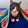 cat, tuxedo_cat, pet, animal, portrait, closeup, blanket, crochet, colorful, bed, indoor, blue, white_paws, golden_eyes, whiskers, collar, tag, sitting, cute, focused