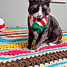 Calcetín joined the competition — help win amazing prizes! cat, tuxedo_cat, pet, animal, bow_tie, knitted_bow, festive, colorful, crocheted_blanket, indoor, portrait, sitting, fur, whiskers, ears, eyes, nose, paws, home_decor, holiday