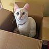 Toasty joined the competition — help win amazing prizes! cat, white_cat, pet, animal, feline, box, cardboard, indoors, portrait, close_up, wide_eyes, blue_eyes, whiskers, ears, collar, tag, sitting, cute, curious, home