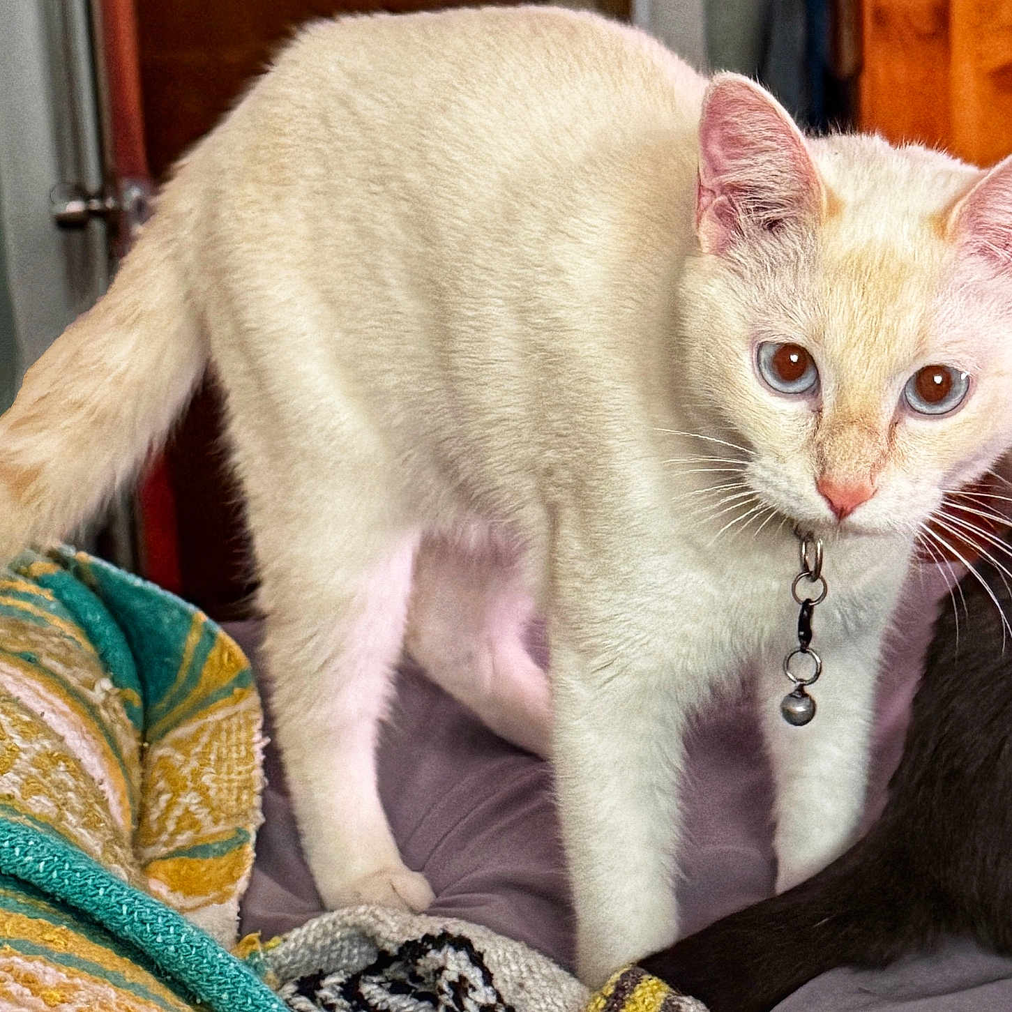 Toasty is registered to the contest to win money with this photo: cat, kitten, cream_cat, blue_eyes, pink_nose, whiskers, bell_collar, standing, indoor, blanket, bed, couch, furry, fluffy_tail, pet, animal_portrait, close_up, curious, home, dark_cat