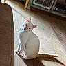 Toasty joined the competition — help win amazing prizes! cat, white_cat, sitting, tilted_head, pet, animal, indoors, wooden_floor, sunlight, shadow, tail, ears, eyes, whiskers, couch, rustic_furniture, home, cozy, portrait, curious