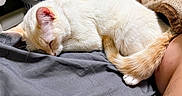 Toasty is registered to the contest to win money with this photo: cat, sleeping, curled_up, white_fur, cream_fur, orange_tail, pet, bed, blanket, bedroom, indoors, relaxed, nap, closed_eyes, whiskers, paws, furry, domestic_animal, cozy, portrait