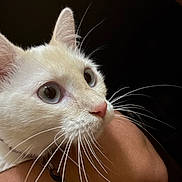 Toasty is registered to the contest to win money with this photo: cat, white_cat, close_up, portrait, whiskers, pink_nose, blue_eyes, fur, ears, face, pet, animal, feline, indoor, dark_background, being_held, human_arm, collar, bell, cute