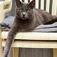 Ptilou a rejoint le concours — aidez-le/la à gagner de superbes lots ! animal, blanket, cat, chair, cozy, domestic_cat, feline, fur, gray_cat, green_eyes, indoor, paw, pet, plastic_chair, portrait, relaxed, resting, stretching, whiskers, wooden_wall