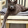 animal, blanket, cat, chair, cozy, domestic_cat, feline, fur, gray_cat, green_eyes, indoor, paw, pet, plastic_chair, portrait, relaxed, resting, stretching, whiskers, wooden_wall