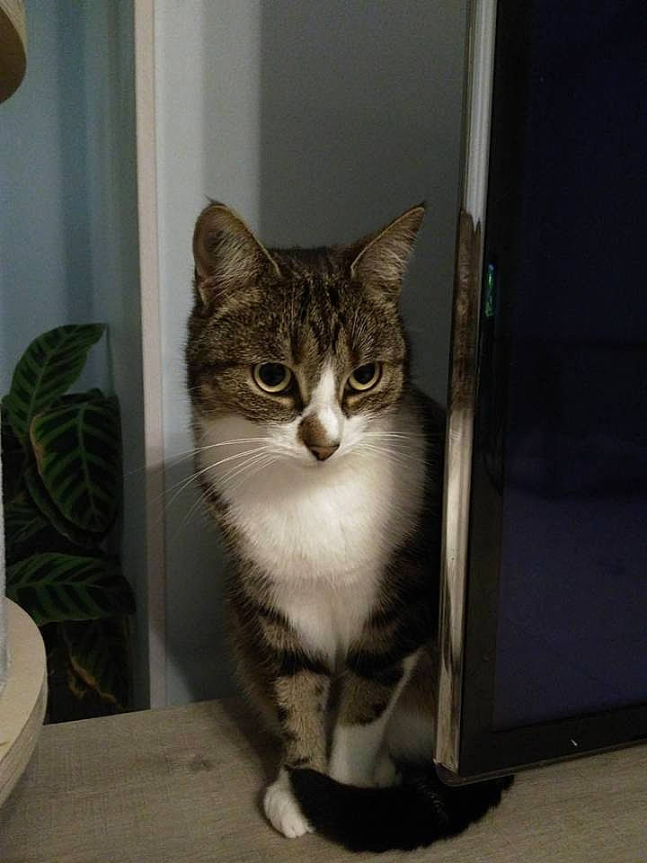 Curly participe au concours pour gagner de l'argent avec cette photo : carnivore, cat, cat_supply, domestic_short_haired_cat, door, felidae, flooring, fur, houseplant, lamp, paw, pet_supply, serveware, small_to_medium_sized_cats, snout, tail, terrestrial_animal, whiskers, window