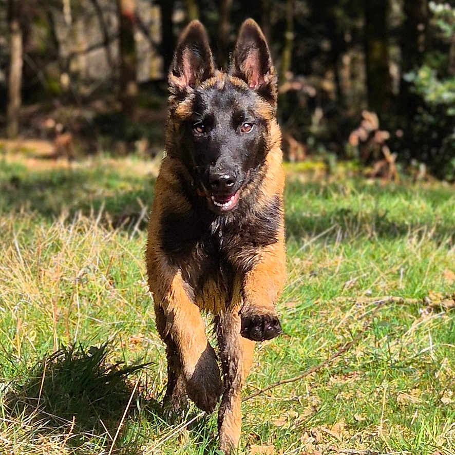 Valha a rejoint le concours — aidez-le/la à gagner de superbes lots ! animal, canine, daylight, dog, ears_up, energy, forest, german_shepherd, grass, happy, muddy, muzzle, nature, outdoor, pet, playful, puppy, running, sunlight, young