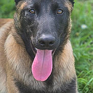 Valha participe au concours pour gagner de l'argent avec cette photo : alert, animal, black, brown, canine, closeup, daylight, dog, ears_up, fur, german_shepherd, grass, happy, lying_down, nature, outdoor, pet, portrait, tongue, tongue_out