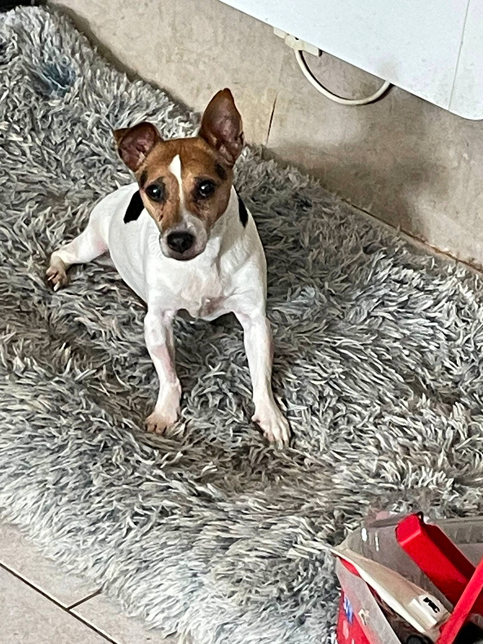 Hévéa a rejoint le concours — aidez-le/la à gagner de superbes lots ! art, canidae, carmine, carnivore, collar, companion_dog, dog, dog_breed, dog_collar, dog_supply, fawn, flooring, paw, pet_supply, sidewalk, snout, sporting_group, terrier, toy_dog, working_animal