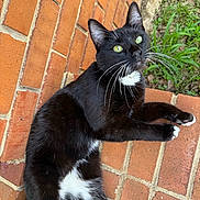 Olive is registered to the contest to win money with this photo: cat, black_and_white, tuxedo_cat, whiskers, green_eyes, brick_wall, brick_floor, outdoor, grass, relaxed, pet, animal, feline, laying_down, close_up, nature, sunlight, paws, fur, curious