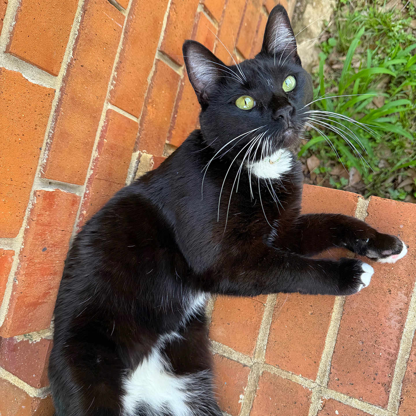 Olive is registered to the contest to win money with this photo: cat, black_and_white, tuxedo_cat, whiskers, green_eyes, brick_wall, brick_floor, outdoor, grass, relaxed, pet, animal, feline, laying_down, close_up, nature, sunlight, paws, fur, curious