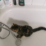 Tigrou a rejoint le concours — aidez-le/la à gagner de superbes lots ! cat, tabby_cat, bathtub, showerhead, faucet, bottle, shampoo, lotion, bathroom, tile_wall, pet, animal, curious, indoor, white, clean, water, sink, household, domestic