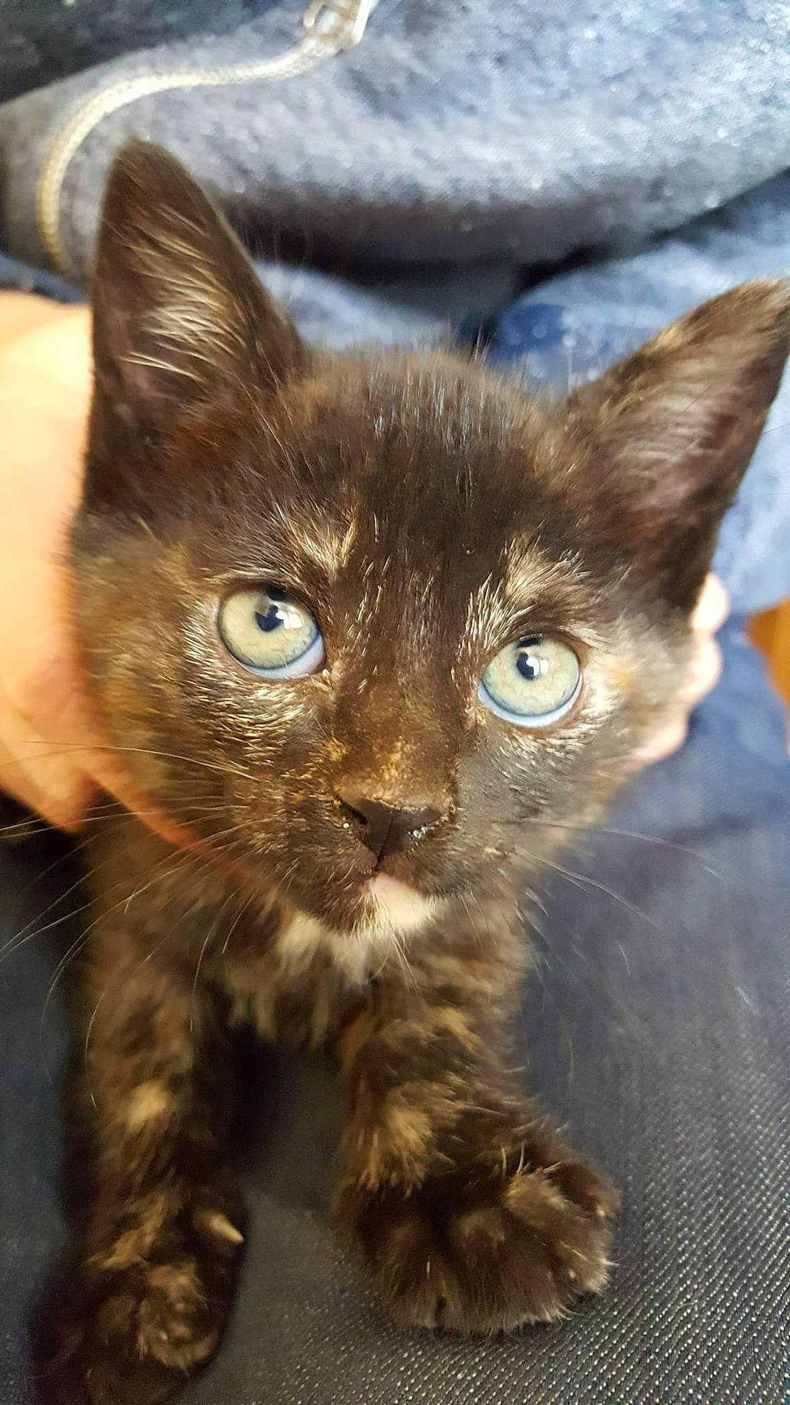 Naya participe au concours pour gagner de l'argent avec cette photo : carnivore, cat, claw, close_up, domestic_short_haired_cat, ear, electric_blue, fawn, felidae, fur, iris, small_to_medium_sized_cats, snout, terrestrial_animal, whiskers, window