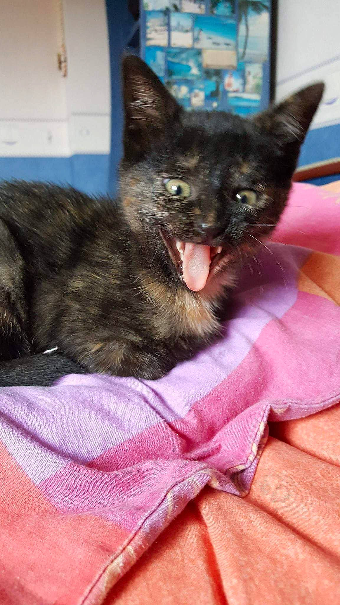 Naya participe au concours pour gagner de l'argent avec cette photo : black_cat, bombay, carnivore, cat, cat_supply, claw, comfort, dog_breed, domestic_short_haired_cat, ear, fang, felidae, fur, magenta, paw, small_to_medium_sized_cats, snout, tail, terrestrial_animal, whiskers