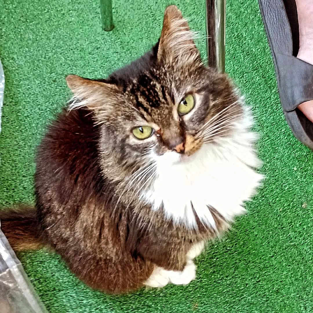 Lily a rejoint le concours — aidez-le/la à gagner de superbes lots ! cat, tabby, fluffy, green_eyes, pet, animal, indoor, floor, green_surface, person, foot, sandal, feline, cute, looking_up, whiskers, fur, paws, relaxed, companion