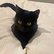 Mila joined the competition — help win amazing prizes! black_cat, cat, pet, animal, yellow_eyes, blanket, bed, cozy, indoor, feline, fur, whiskers, tail, curious, resting, cute, soft_texture, comfort, domestic, sleeping_area