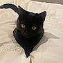 black_cat, cat, pet, animal, yellow_eyes, blanket, bed, cozy, indoor, feline, fur, whiskers, tail, curious, resting, cute, soft_texture, comfort, domestic, sleeping_area