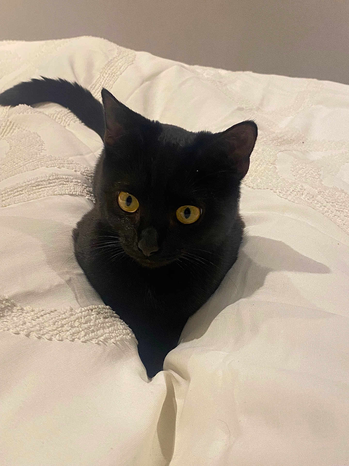 Mila joined the competition — help win amazing prizes! black_cat, cat, pet, animal, yellow_eyes, blanket, bed, cozy, indoor, feline, fur, whiskers, tail, curious, resting, cute, soft_texture, comfort, domestic, sleeping_area