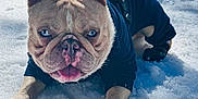 Ace is registered to the contest to win money with this photo: dog, french_bulldog, blue_eyes, snow, outdoor, pet, animal, winter, playful, jacket, canine, fur, paw, tongue, sunlight, cold, cute, small_dog, mammal, companion
