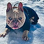 dog, french_bulldog, blue_eyes, snow, outdoor, pet, animal, winter, playful, jacket, canine, fur, paw, tongue, sunlight, cold, cute, small_dog, mammal, companion