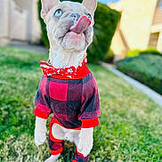 Ace joined the competition — help win amazing prizes! dog, pet, outdoor, grass, clothing, red, black, bow_tie, blue_eyes, cute, playful, standing, puppy, fur, ears, tongue, background_blur, sunlight, garden, portrait