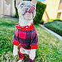dog, pet, outdoor, grass, clothing, red, black, bow_tie, blue_eyes, cute, playful, standing, puppy, fur, ears, tongue, background_blur, sunlight, garden, portrait