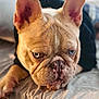 Ace is registered to the contest to win money with this photo: dog, french_bulldog, close_up, blue_eyes, wrinkles, ears, pet, animal, resting, blanket, indoor, portrait, cute, fur, face, expression, laying, muzzle, canine, companion