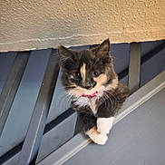 Misty is registered to the contest to win money with this photo: kitten, cat, pet, feline, curious, gray_fur, white_paws, pink_collar, indoor, railing, closeup, cute, young, whiskers, ears, eyes, portrait, animal, domestic, playful