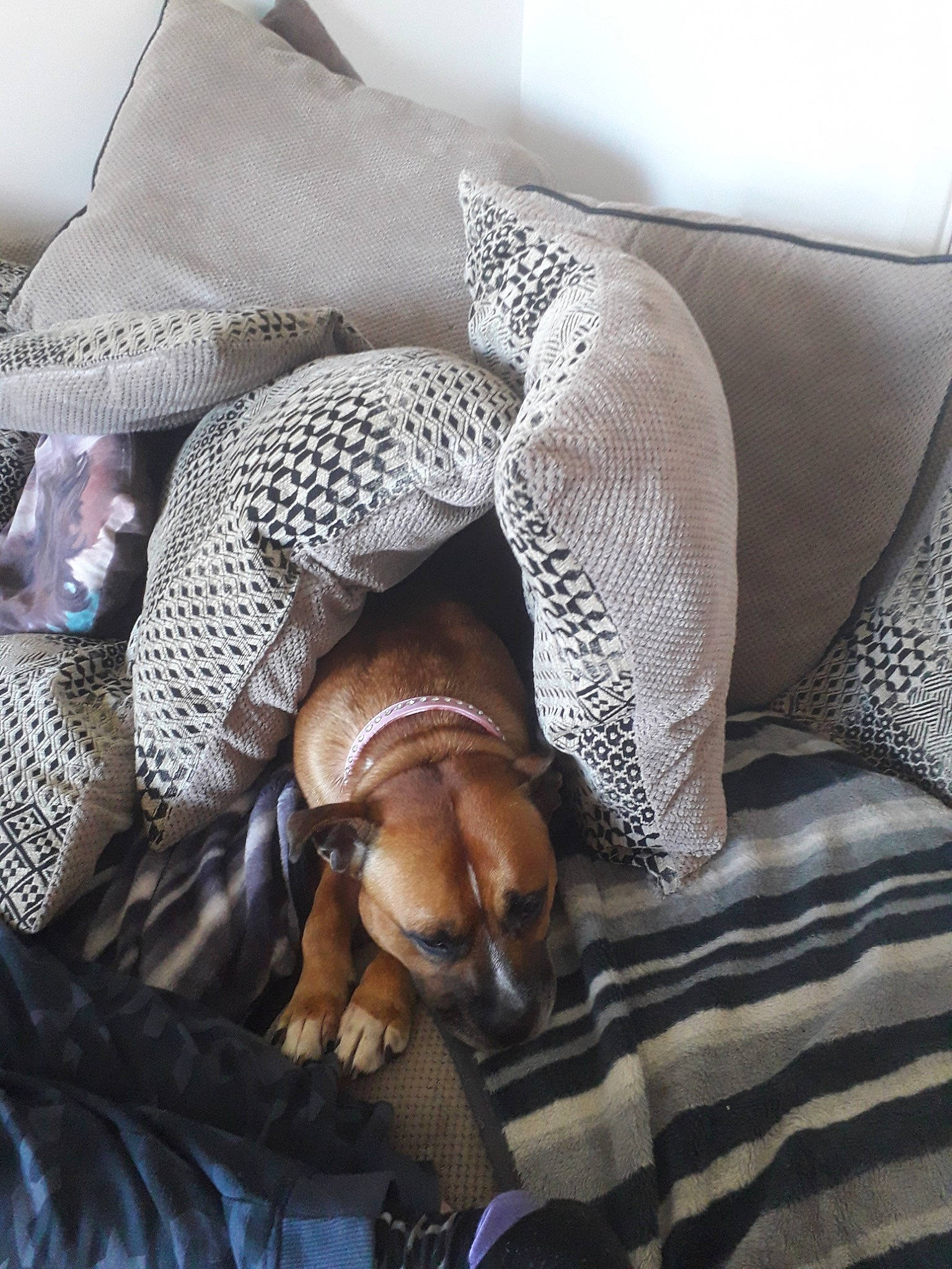 Selly joined the competition — help win amazing prizes! canidae, carnivore, dachshund, dog, dog_breed, fawn, linens, nap, puppy, rhodesian_ridgeback