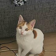Cali participe au concours pour gagner de l'argent avec cette photo : kitten, cat, white_cat, orange_spots, sitting, curious, floor, wooden_floor, tail, couch, gray_couch, textile, skull_pattern, cable, cord, indoor, pet, animal, cute, whiskers