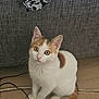 kitten, cat, white_cat, orange_spots, sitting, curious, floor, wooden_floor, tail, couch, gray_couch, textile, skull_pattern, cable, cord, indoor, pet, animal, cute, whiskers