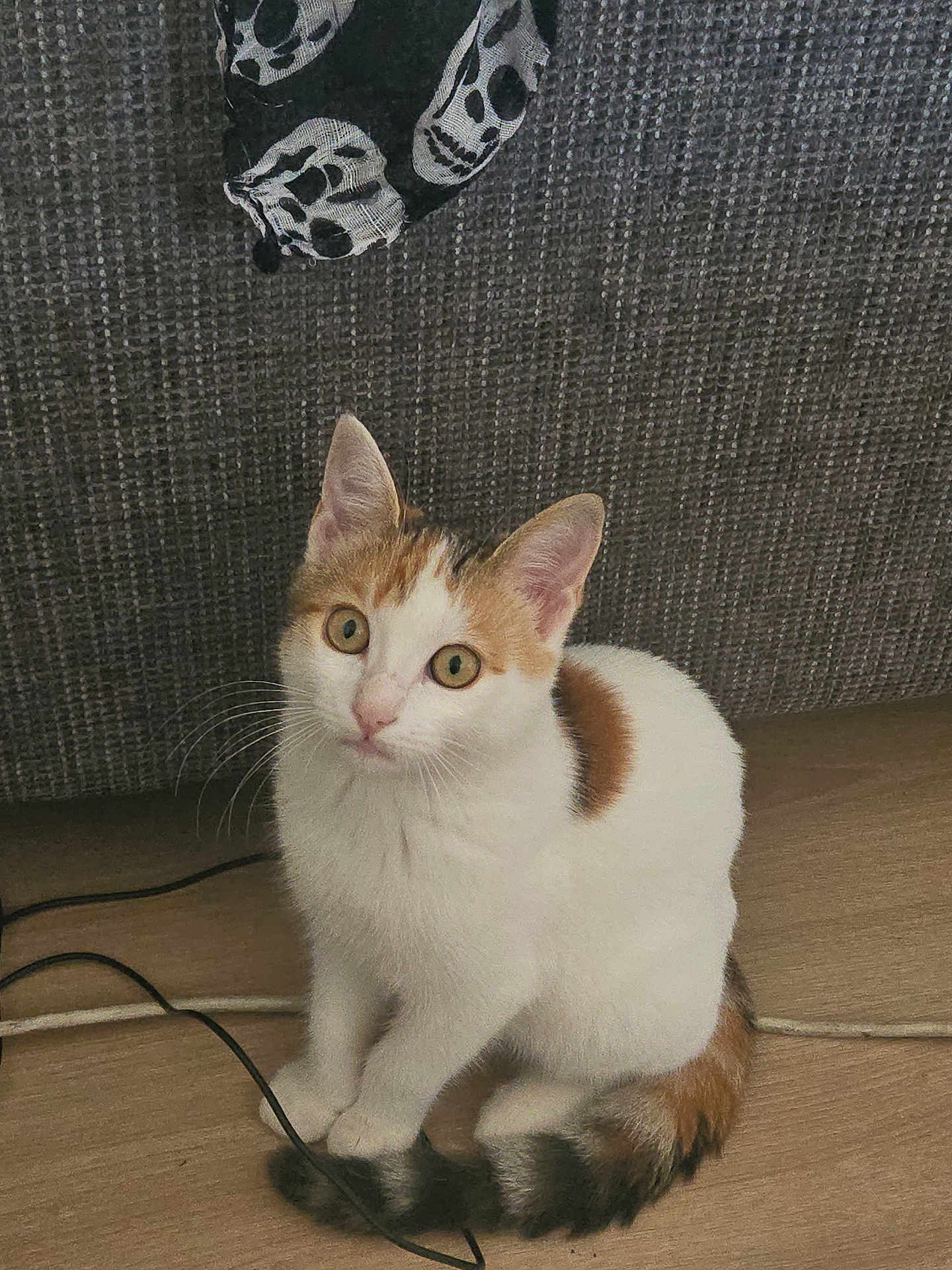 Cali participe au concours pour gagner de l'argent avec cette photo : kitten, cat, white_cat, orange_spots, sitting, curious, floor, wooden_floor, tail, couch, gray_couch, textile, skull_pattern, cable, cord, indoor, pet, animal, cute, whiskers