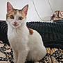Cali participe au concours pour gagner de l'argent avec cette photo : kitten, cat, calico, pet, indoor, bed, blanket, patterned, furniture, legs, socks, cozy, curious, whiskers, ears, eyes, home, relaxation, cute, animal