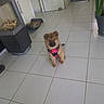 puppy, dog, pink_harness, indoor, tile_floor, fireplace, wood_logs, door, plant, pot, pet, animal, small_dog, floor_tiles, cute, sitting, fur, domestic, home, cozy