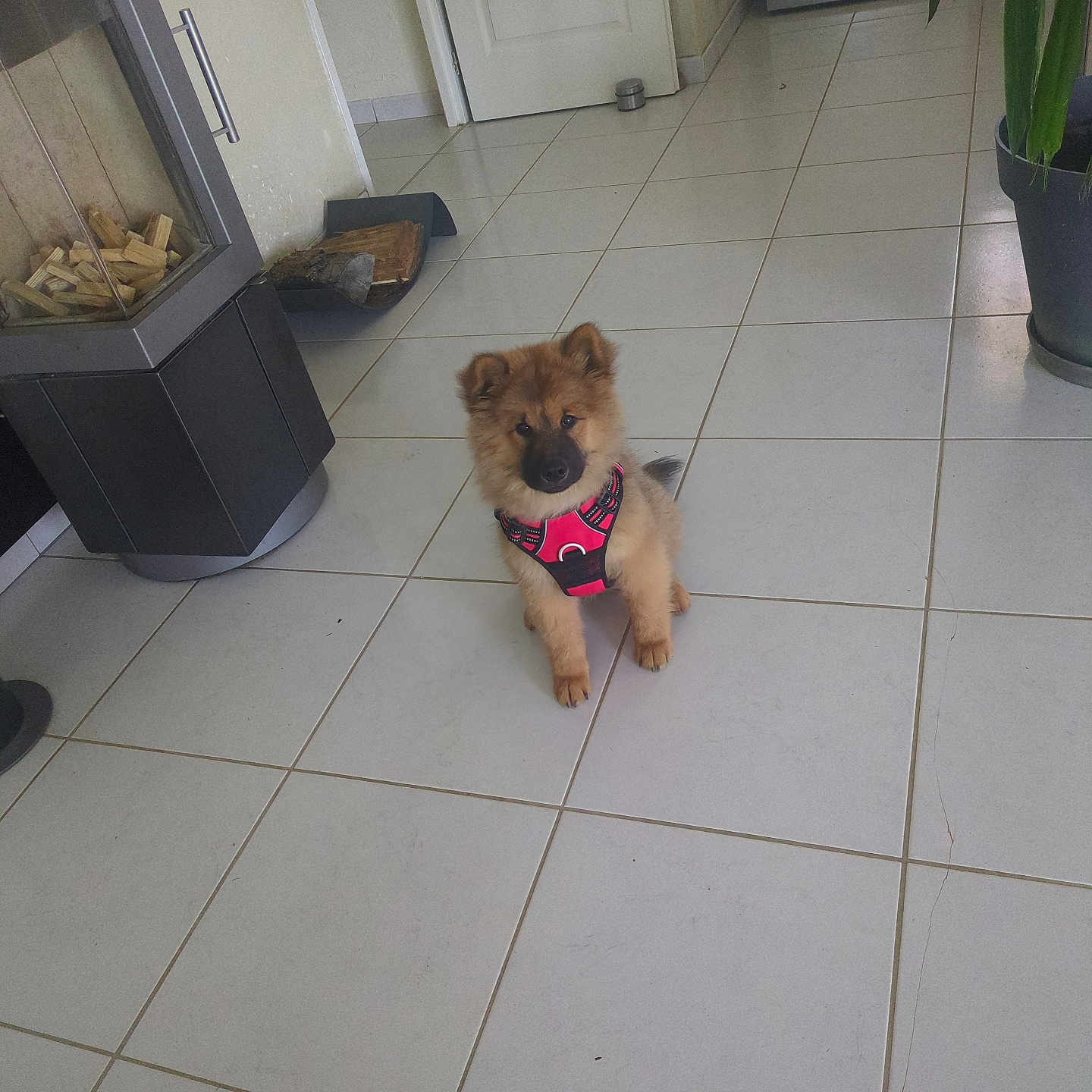 Bamby