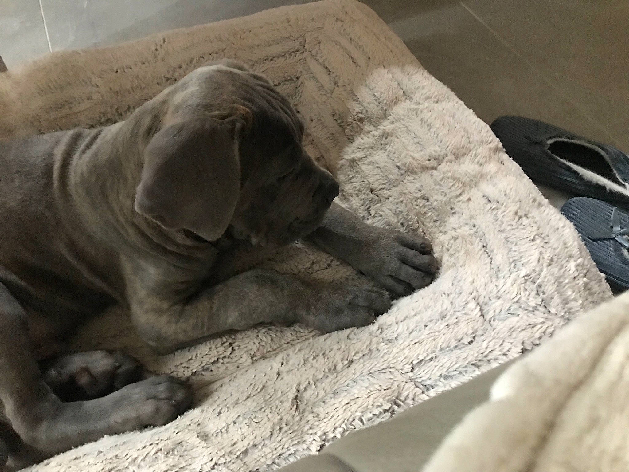 Sunny a rejoint le concours — aidez-le/la à gagner de superbes lots ! bored, canidae, carnivore, comfort, dog, dog_breed, fawn, grey, snout, sporting_group, terrestrial_animal, wildlife, wood, working_animal, wrinkle