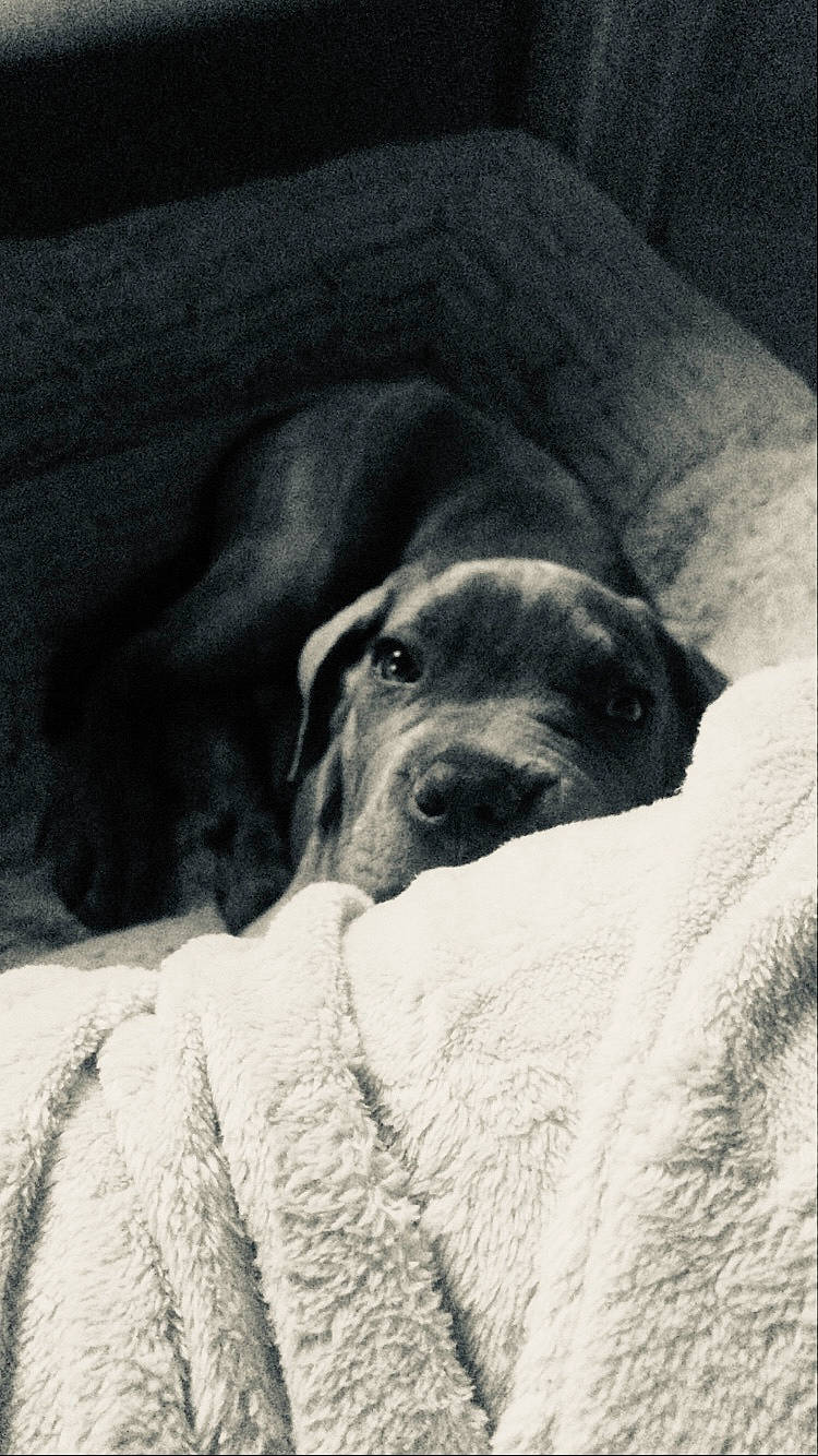 Sunny participe au concours pour gagner de l'argent avec cette photo : bored, canidae, carnivore, cloud, comfort, companion_dog, dog, dog_breed, fur, grey, guard_dog, monochrome, monochrome_photography, nap, snout, sporting_group, terrestrial_animal, whiskers, wood, working_animal