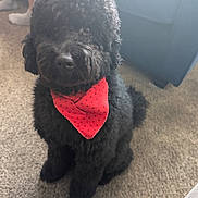 Prince is registered to the contest to win money with this photo: animal, bandana, black_dog, carpet, companion, couch, cozy, curly_fur, cute, dog, domestic, fluffy, friendly, fur, indoor, nose, paw, pet, red_bandana, sitting