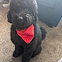 animal, bandana, black_dog, carpet, companion, couch, cozy, curly_fur, cute, dog, domestic, fluffy, friendly, fur, indoor, nose, paw, pet, red_bandana, sitting