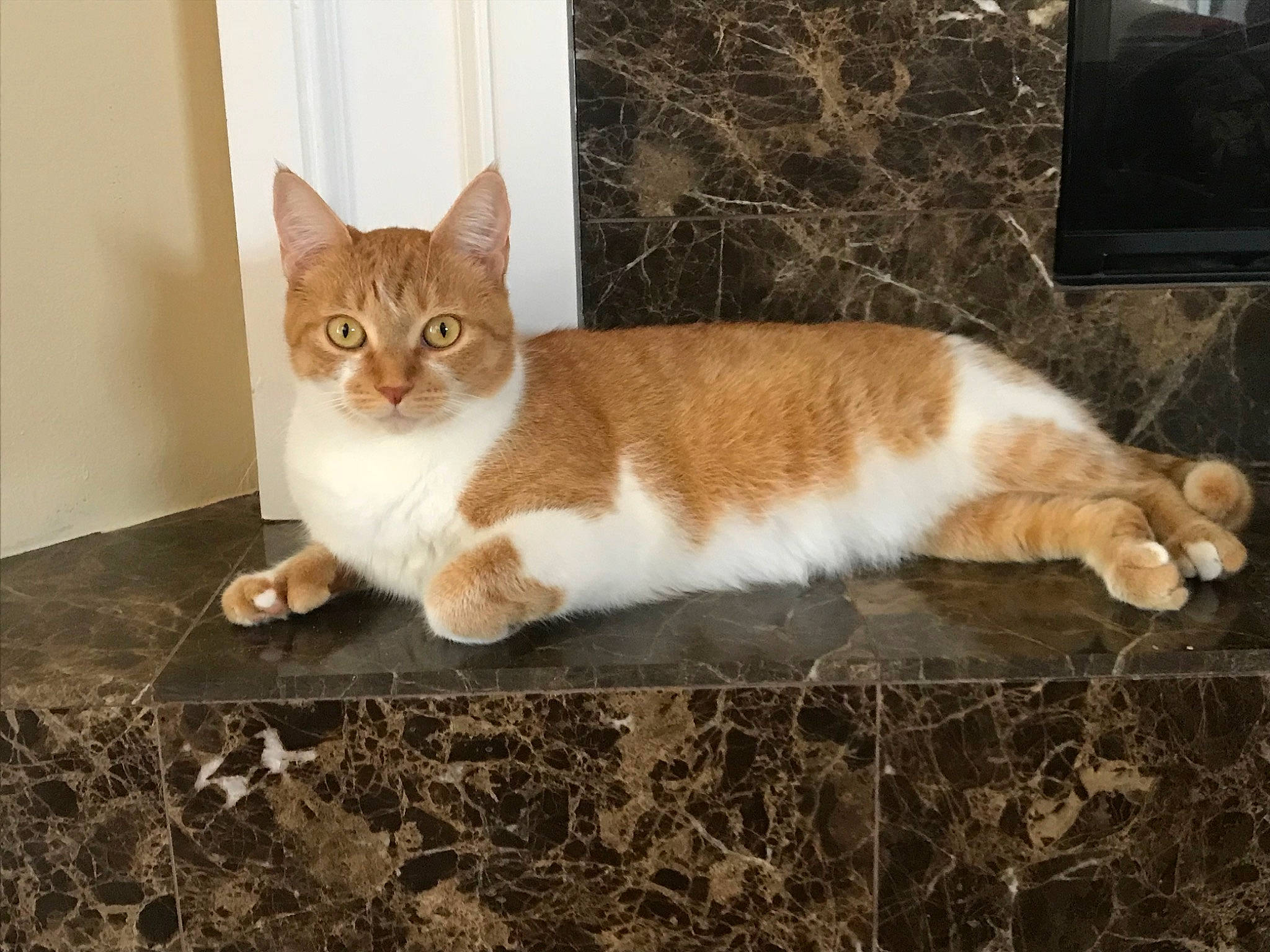 Cera is registered to the contest to win money with this photo: analog_television, art, brown, carnivore, cat, domestic_short_haired_cat, fawn, felidae, fur, paw, picture_frame, rectangle, small_to_medium_sized_cats, snout, tail, television, terrestrial_animal, whiskers, window, wood