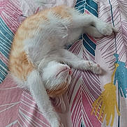 Winnie a rejoint le concours — aidez-le/la à gagner de superbes lots ! abyssinian, animal, applique, bed, bedroom, blanket, cat, cushion, furniture, homedecor, indoors, kitten, linen, manx, pattern, person, pet, quilt, siamese, sleeping