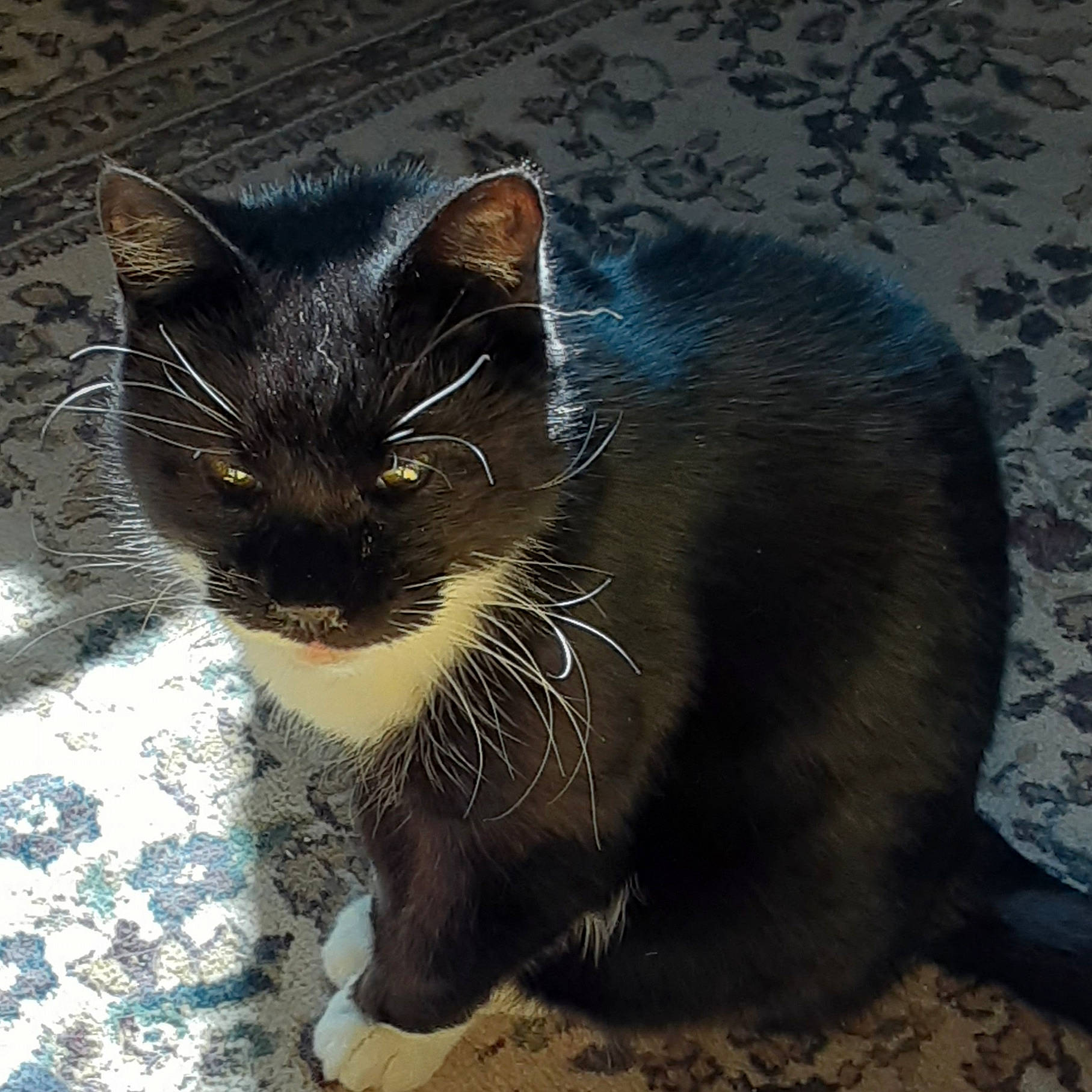 Sydney joined the competition — help win amazing prizes! black_cat, carnivore, cat, claw, domestic_short_haired_cat, eye, felidae, flooring, fur, grey, iris, paw, small_to_medium_sized_cats, snout, tail, terrestrial_animal, whiskers, window