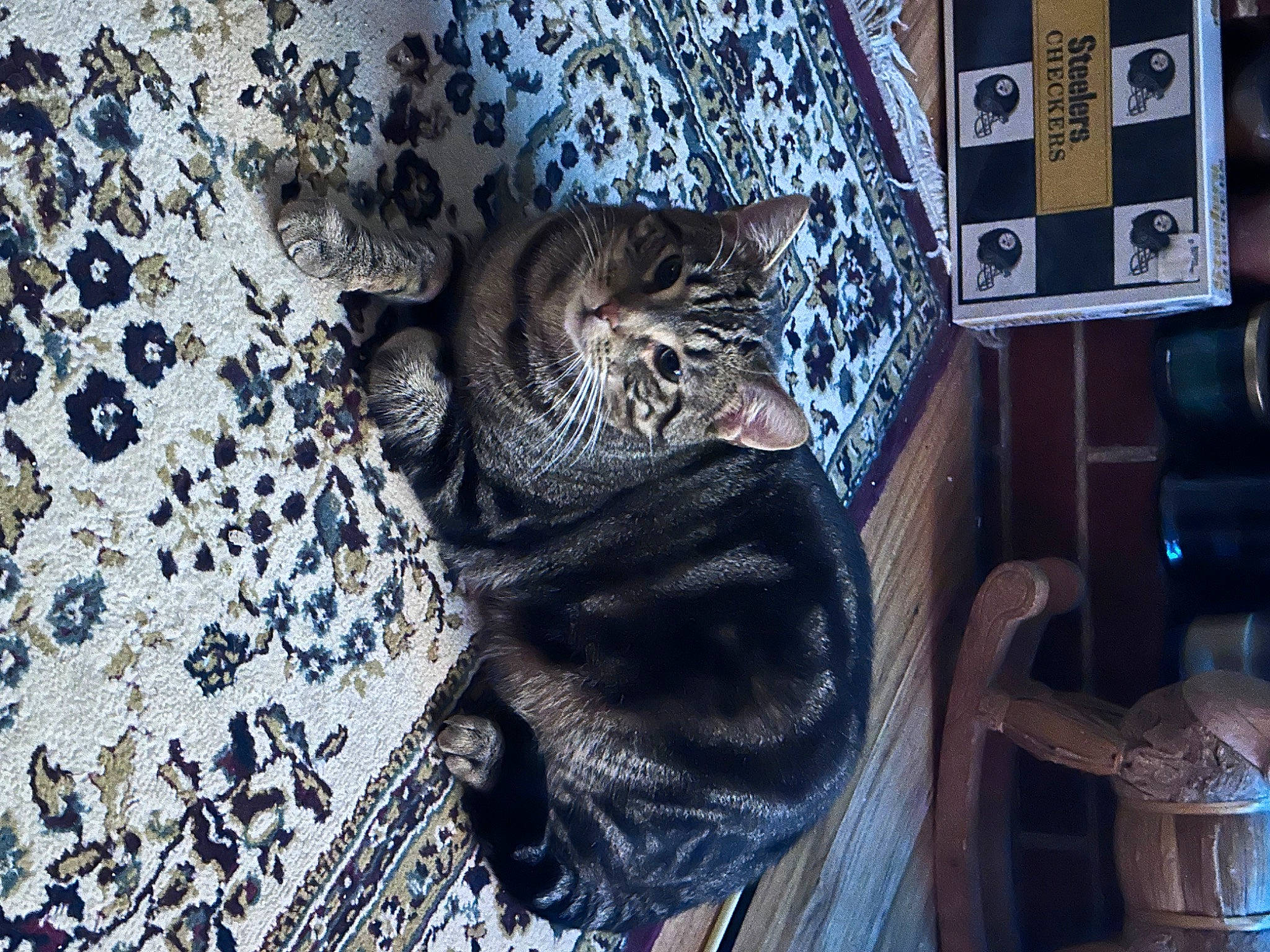 Frack is registered to the contest to win money with this photo: big_cats, carnivore, cat, claw, domestic_short_haired_cat, door, electric_blue, felidae, fur, grey, leopard, pattern, small_to_medium_sized_cats, snout, tail, terrestrial_animal, tree, whiskers, wildlife, wood