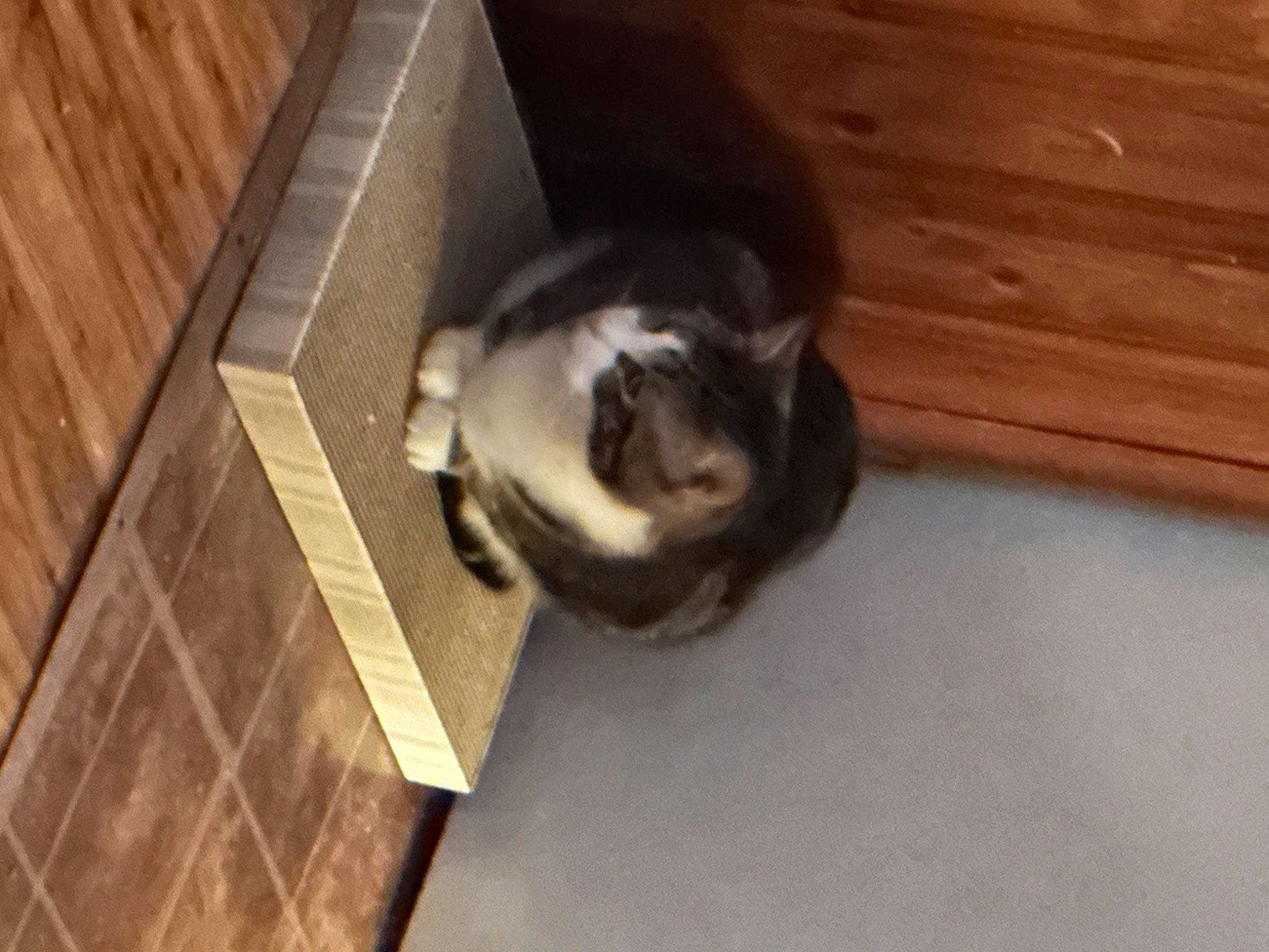 Frick joined the competition — help win amazing prizes! brown, carnivore, cat, comfort, companion_dog, dog_breed, felidae, floor, flooring, fur, hardwood, plywood, room, small_to_medium_sized_cats, sporting_group, tail, whiskers, wood, wood_flooring, wood_stain