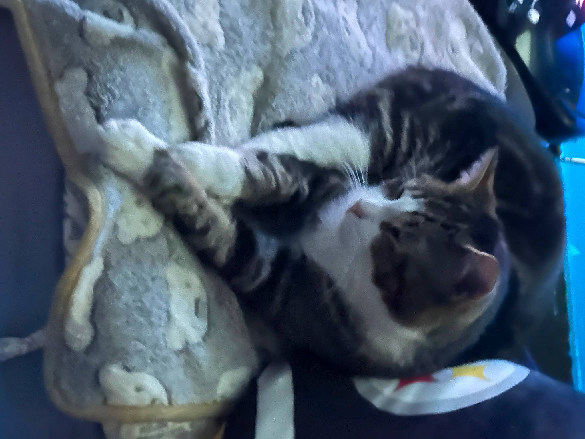 Frick is registered to the contest to win money with this photo: artifact, carnivore, cat, cat_supply, claw, comfort, domestic_short_haired_cat, felidae, fur, porcelain, small_to_medium_sized_cats, snout, tail, terrestrial_animal, whiskers