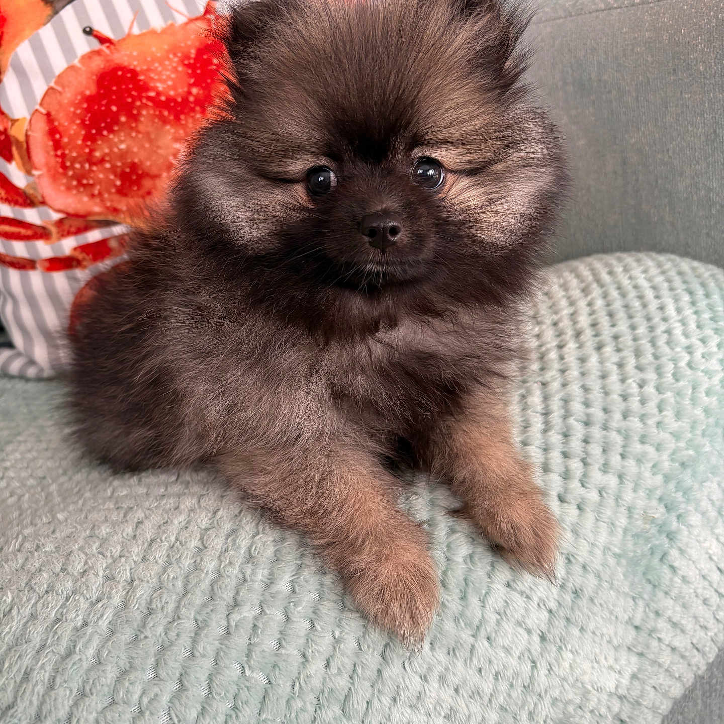 Dora is registered to the contest to win money with this photo: affenpinscher, animal, berry, bird, canine, cat, chow, cockerspaniel, couch, dog, food, fruit, furniture, kitten, papillon, pet, plant, produce, puppy, terrier