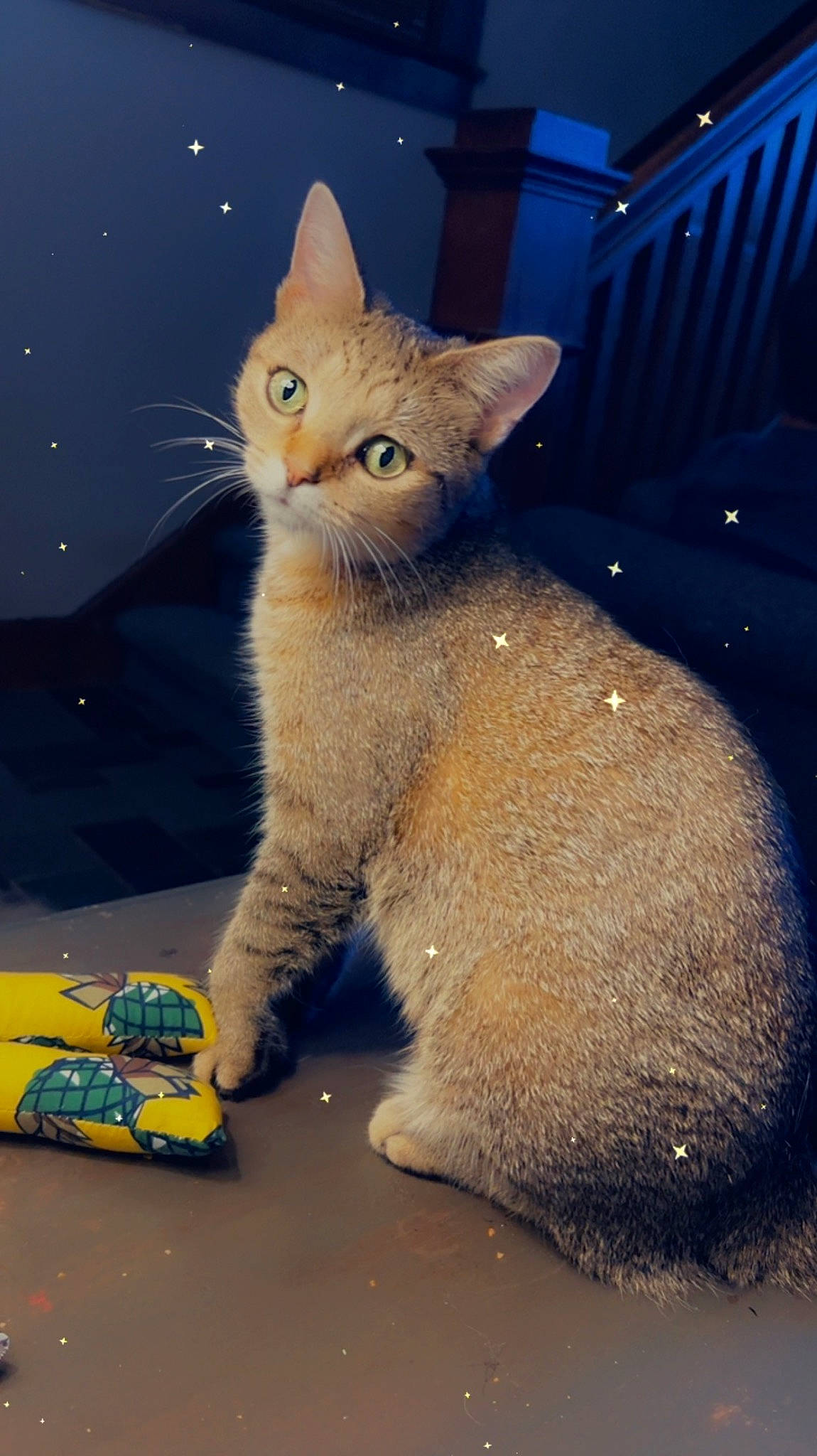 Sandy Cheeks joined the competition — help win amazing prizes! carnivore, cat, claw, domestic_short_haired_cat, electric_blue, fawn, felidae, fur, paw, photo_caption, sitting, small_to_medium_sized_cats, snout, tail, terrestrial_animal, toy, toy_vehicle, whiskers, wildlife, window